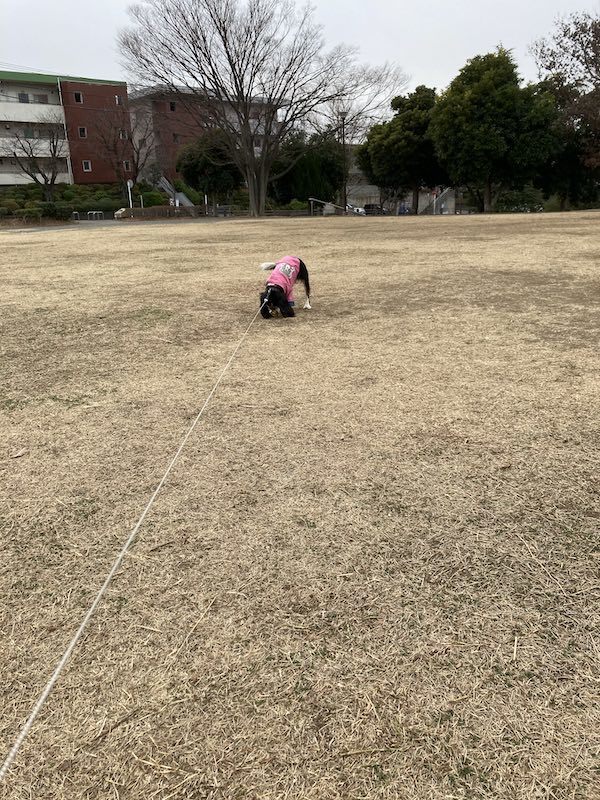 杏子さんハッスル ワンコのいる日常